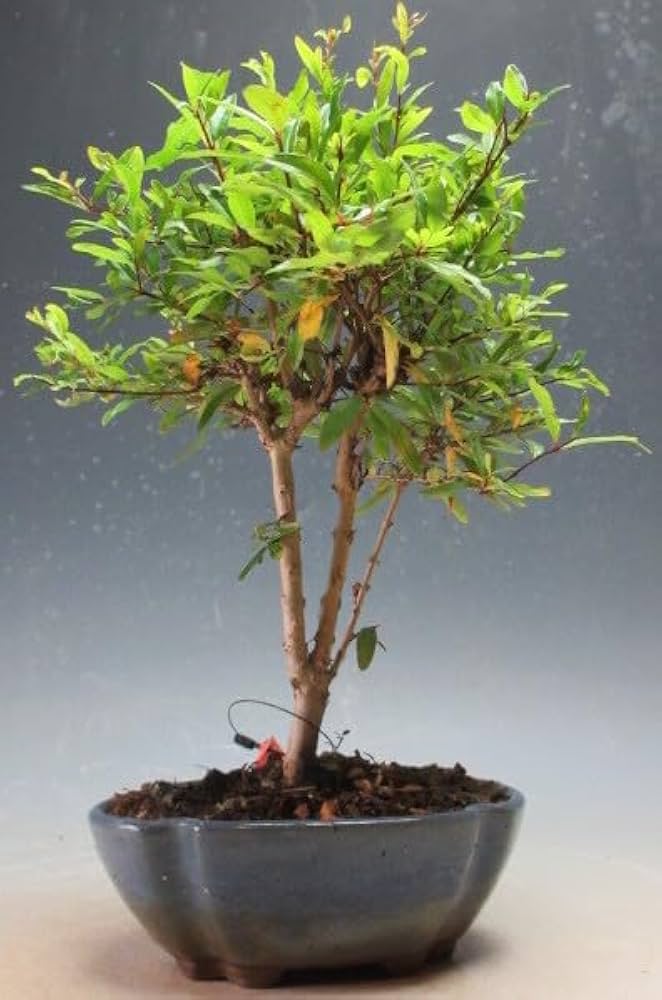 盆栽【ザクロ】 盆栽 ザクロ Pomegranate Bonsai #10 | Oh! BONSAI
